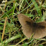 The meadow brown