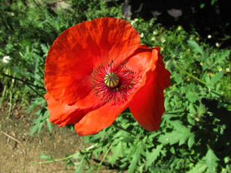 Macro Flowers