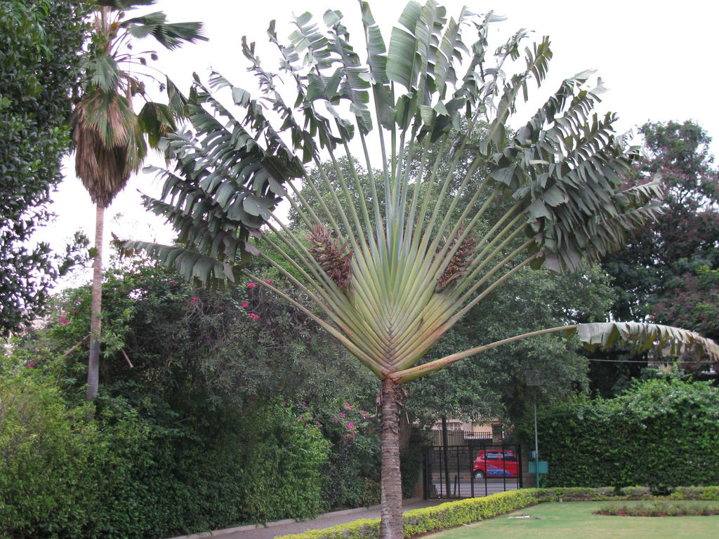 Palm tree