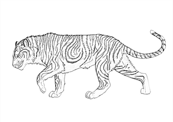 Tiger WIP 2