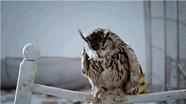 images Baby Owl Gif owl bigbang fantastic baby by