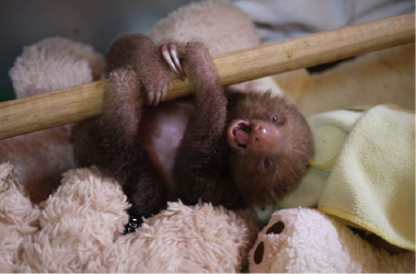 Explore The Best Babyape Art Deviantart Explore The Best Babyape Art Deviantart