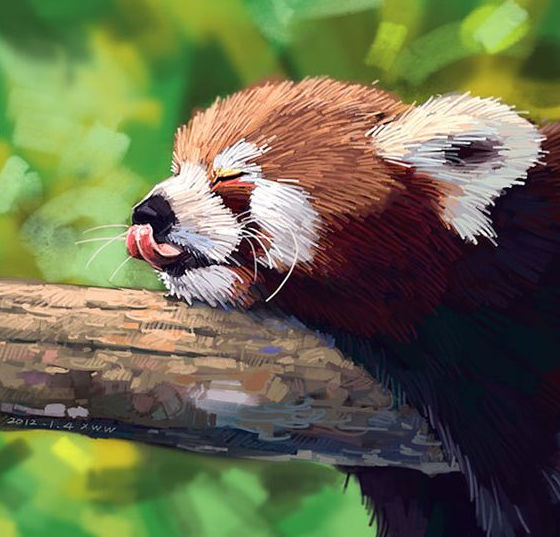 Dessin D Un Panda Roux By Misspandaroux On Deviantart Dessin D Un Panda Roux By Misspandaroux On Deviantart