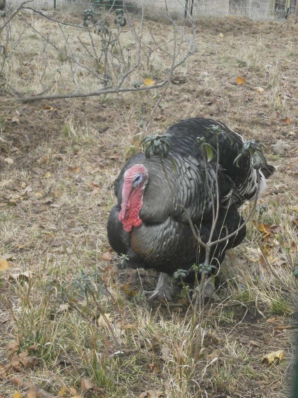 Dindon by Misspandaroux on DeviantArt