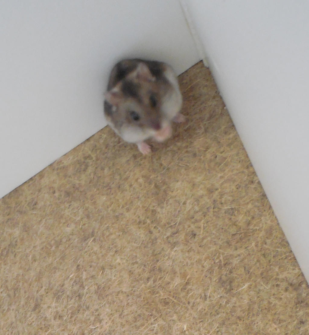 Hamster Russe By Misspandaroux On Deviantart Hamster Russe By Misspandaroux On Deviantart