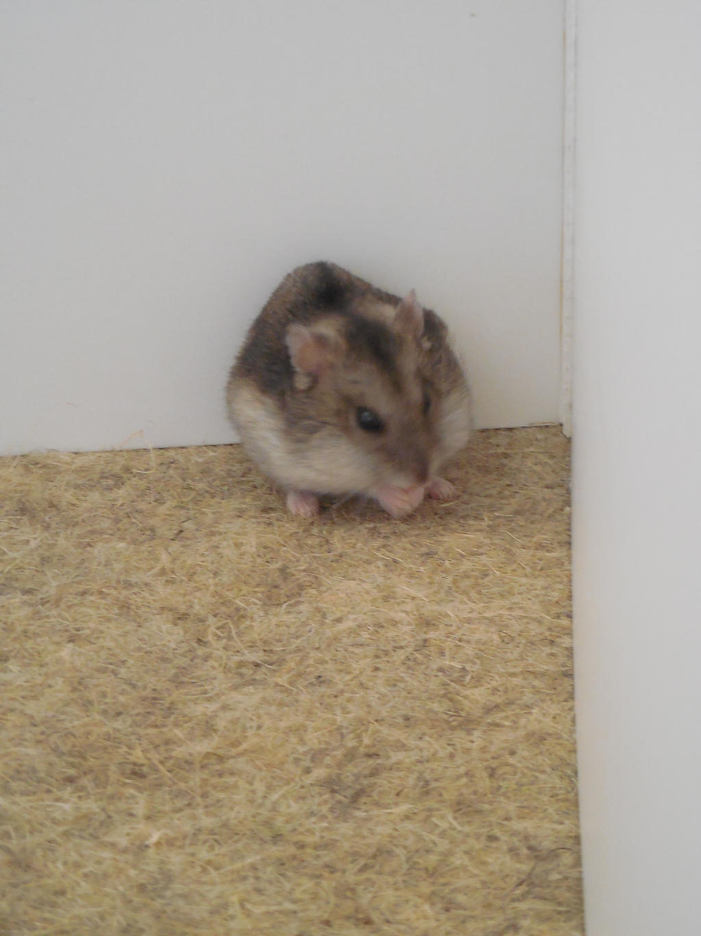 Hamster Russe By Misspandaroux On Deviantart Hamster Russe By Misspandaroux On Deviantart