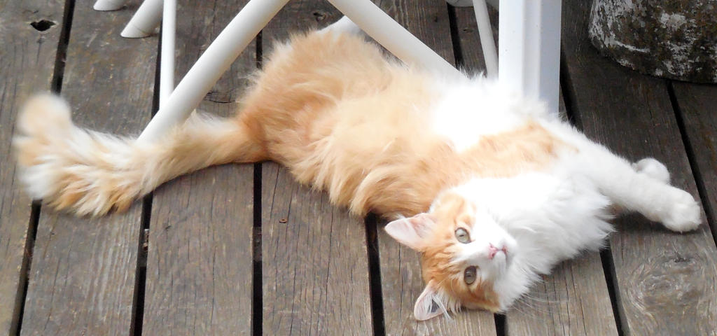 Photo Chat Roux Et Blanc By Misspandaroux On Deviantart Photo Chat Roux Et Blanc By Misspandaroux On Deviantart