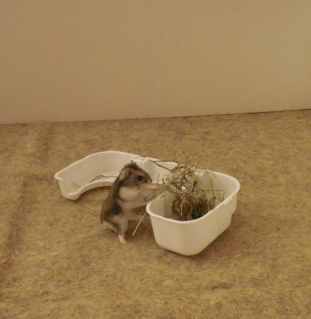 Hamster Russe Debout By Misspandaroux On Deviantart Hamster Russe Debout By Misspandaroux On Deviantart