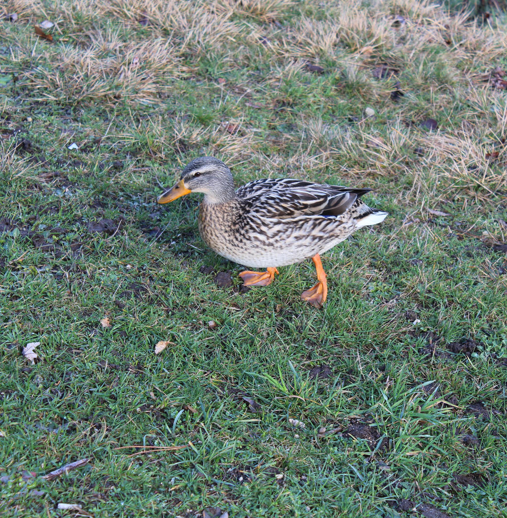 Canard Colvert By Misspandaroux On Deviantart Canard Colvert By Misspandaroux On Deviantart