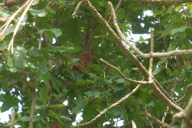 Ecureuil roux dans l'arbre