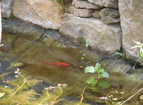 Poisson dans une mare