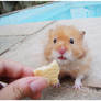 pao eating a cookie.