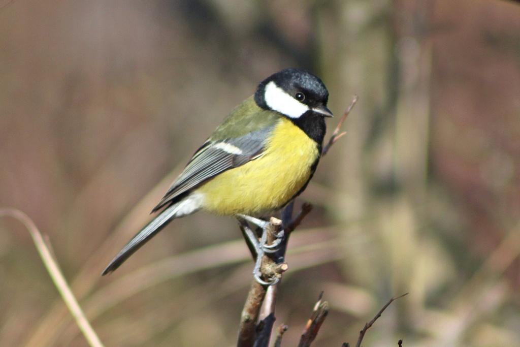 Titmouse