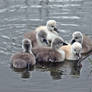 swan babies  (img2489)