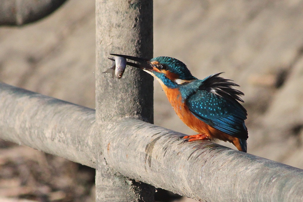 Kingfisher  (img8608)