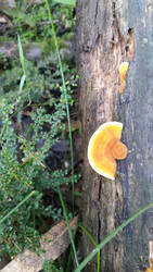 Fungi 4