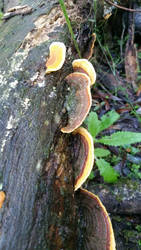 Fungi 5