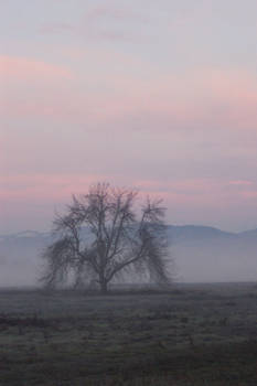 tree in morning mist