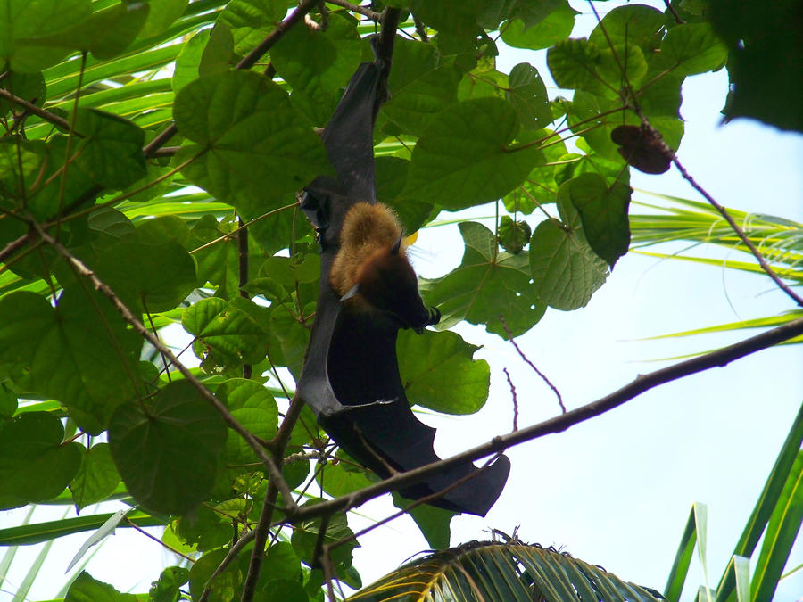 Fruit Bat Maldives Makunundu by Marioxman on DeviantArt