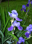 Purple Iris by FairieGoodMother