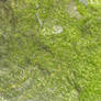 Moss Cover Rock Texture 1