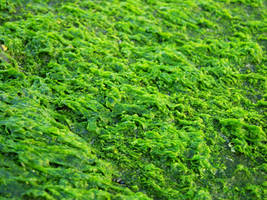 Moss Texture