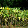 Field of Sunflowers 2