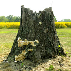 Tree Stump with Fungus