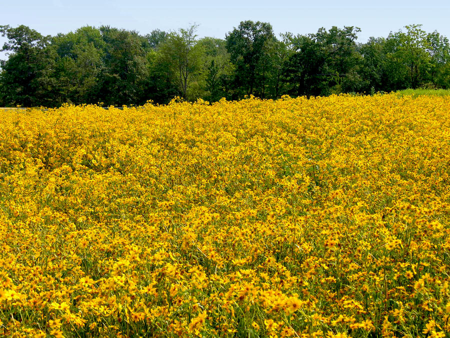 Field of Yellow Flowers 2