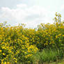 Field of Yellow Flowers 8