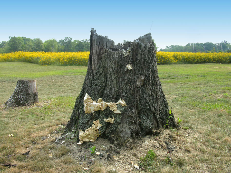 Tree Stump stock 7