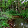 Enchanted Forest stock 43