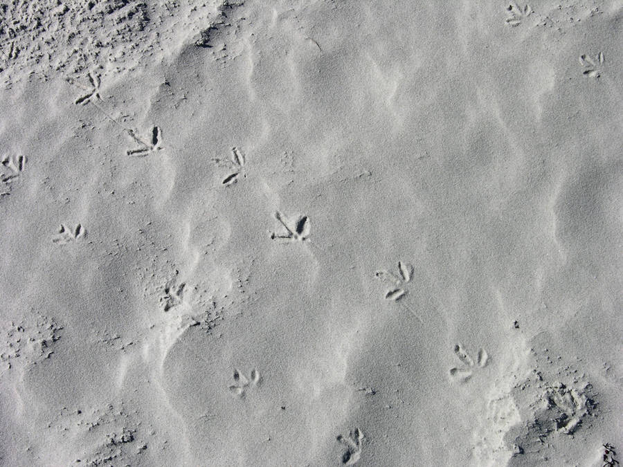 Bird Prints in the Sand by FairieGoodMother
