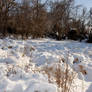 Snow Covered Grass 2