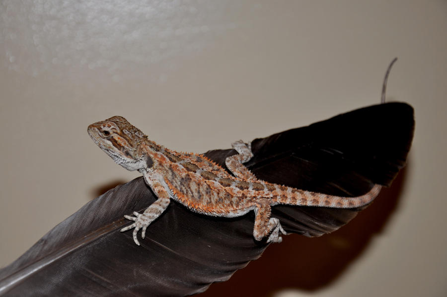 Puff Jr sitting on a Feather