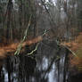 Swampy Waters 3