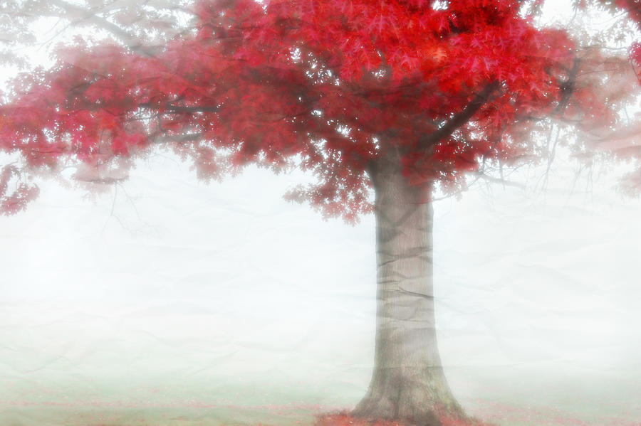 Premade BK Stock 248 by FairieGoodMother
