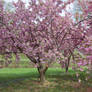 Cherry Blossoms Stock 16