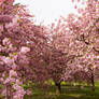 Cherry Blossoms Stock 20