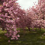 Cherry Blossoms Stock 21