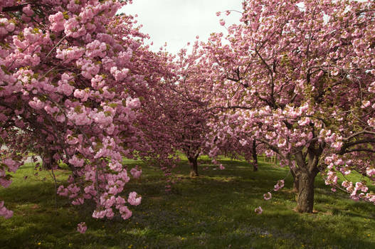Cherry Blossoms Stock 21