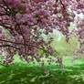 Cherry Blossoms Stock 24