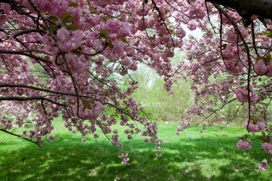 Cherry Blossoms Stock 24