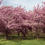 Cherry Blossoms Stock 31