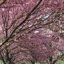 Cherry Blossoms Stock 34