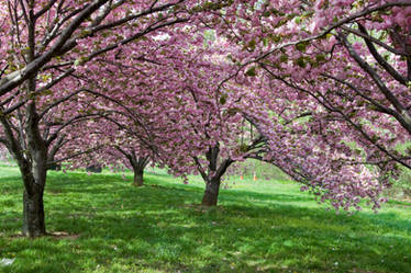 Cherry Blossoms Stock 35