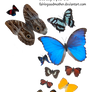 Precute Butterflies