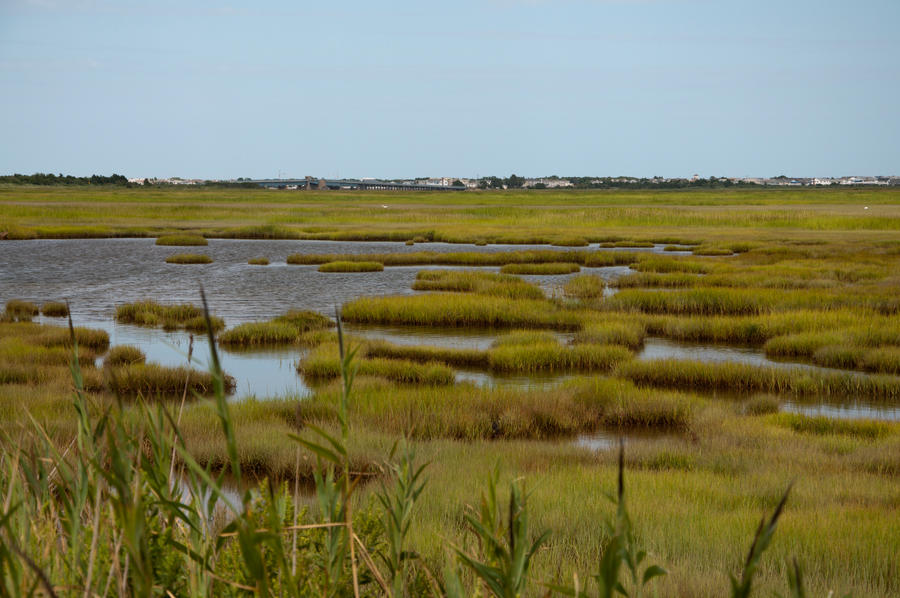 Wet Lands stock 2