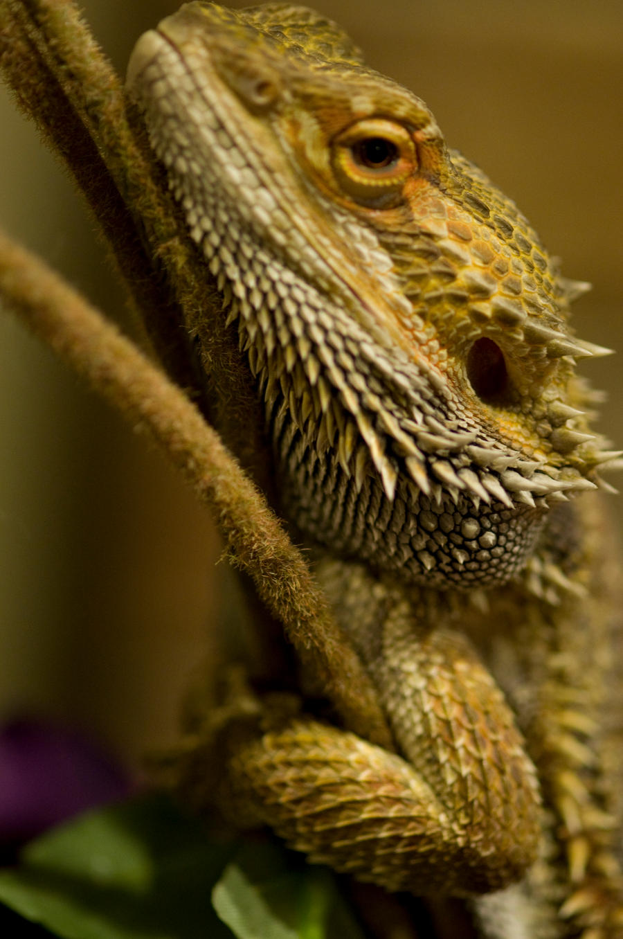 Bearded Dragon Stock 2