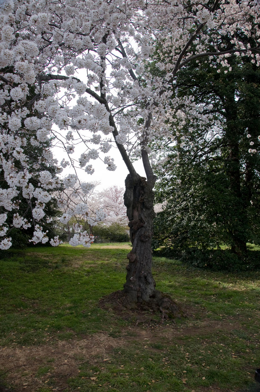 Cherry Blossom Festival 033